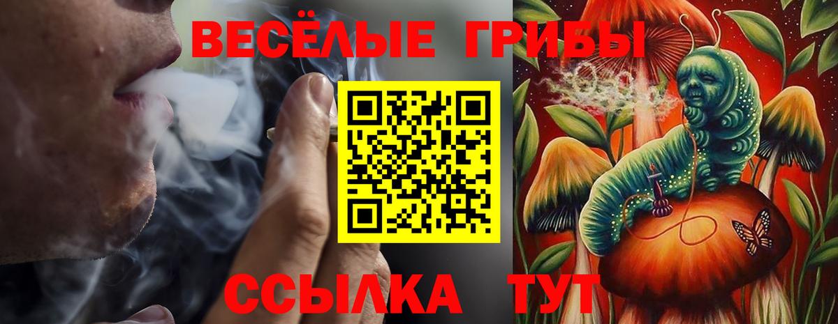 Галлюциногенные грибы Psilocybe Узловая